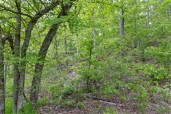 Sleepy Hollow Phase II Tract 99