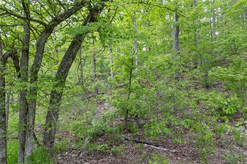 Sleepy Hollow Phase II Tract 99