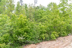 Sleepy Hollow Phase II Tract 99