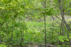 Sleepy Hollow Phase II Tract 99
