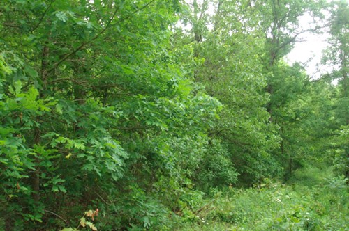 Whispering Oaks Ranch Tract 8