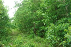Whispering Oaks Ranch Tract 8