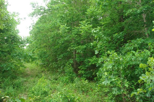 Whispering Oaks Ranch Tract 8