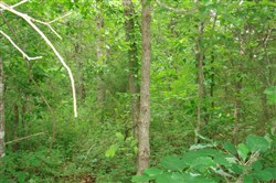 Whispering Oaks Ranch Tract 8
