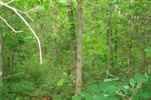 Whispering Oaks Ranch Tract 8