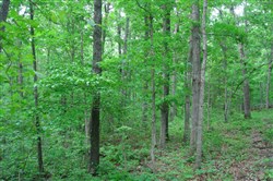 Whispering Oaks Ranch Tract 8