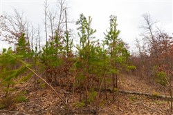 Windy Ridge Tract 10