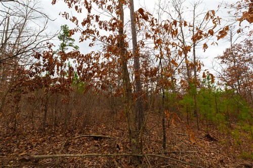 Windy Ridge Tract 10