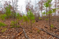 Windy Ridge Tract 10