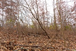 Windy Ridge Tract 10