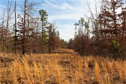 Windy Ridge Tract 11