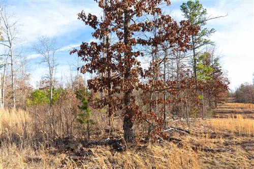 Windy Ridge Tract 11