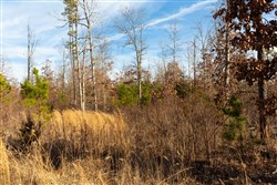 Windy Ridge Tract 11