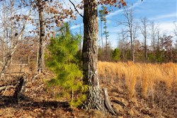 Windy Ridge Tract 11