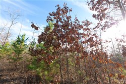 Windy Ridge Tract 11