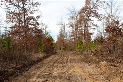 property photo for Windy Ridge Tract 4, 5.05 acres for sale in Texas County, Missouri