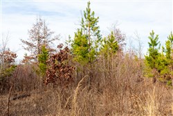 property photo for Windy Ridge Tract 4, 5.05 acres for sale in Texas County, Missouri