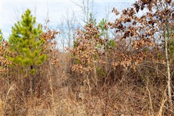 property photo for Windy Ridge Tract 4, 5.05 acres for sale in Texas County, Missouri