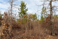property photo for Windy Ridge Tract 4, 5.05 acres for sale in Texas County, Missouri