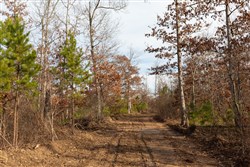 property photo for Windy Ridge Tract 4, 5.05 acres for sale in Texas County, Missouri