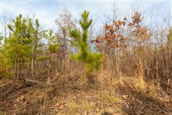 property photo for Windy Ridge Tract 4, 5.05 acres for sale in Texas County, Missouri