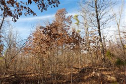 Windy Ridge Tract 8