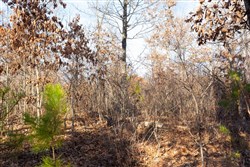 Windy Ridge Tract 8