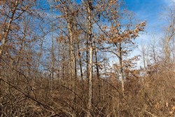 Windy Ridge Tract 8