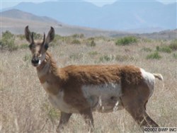 Elko County Tract 304