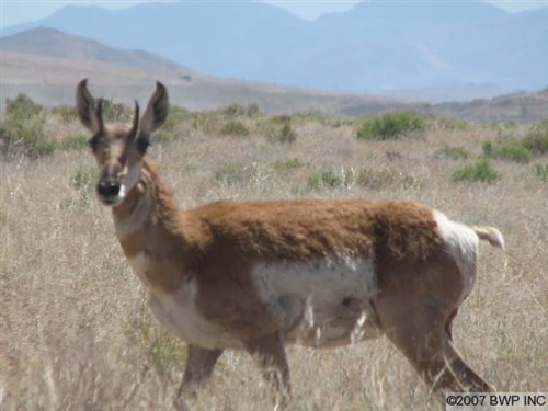 Elko County Tract 304
