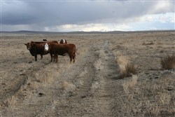 Humboldt County Tract 11