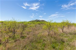 Hackberry Fields Tract 1