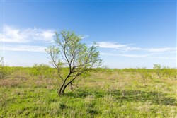 Hackberry Fields Tract 12
