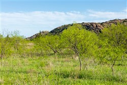Hackberry Fields Tract 13
