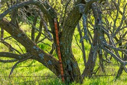 Hackberry Fields Tract 13