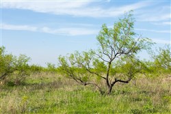 Hackberry Fields Tract 13