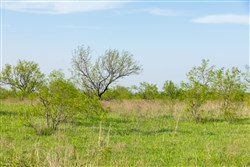 Hackberry Fields Tract 13