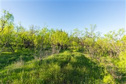 Hackberry Fields Tract 15