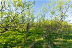 Hackberry Fields Tract 15