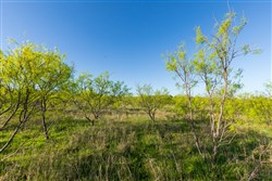 Hackberry Fields Tract 16