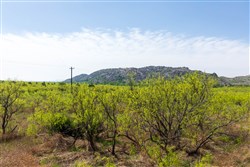 Hackberry Fields Tract 19