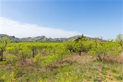 Hackberry Fields Tract 19