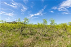 Hackberry Fields Tract 2