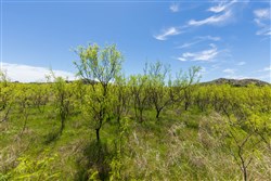 Hackberry Fields Tract 2