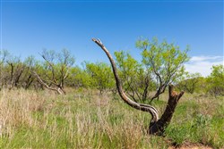 Hackberry Fields Tract 20