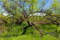 Hackberry Fields Tract 20