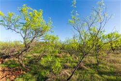 Hackberry Fields Tract 21