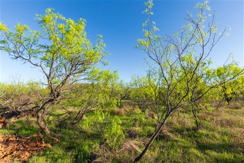 Hackberry Fields Tract 21