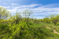 Hackberry Fields Tract 22