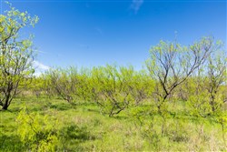 Hackberry Fields Tract 22